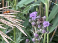 Insekten auf einer Distel