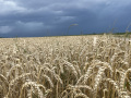 Dunkle Wolken ziehen auf...