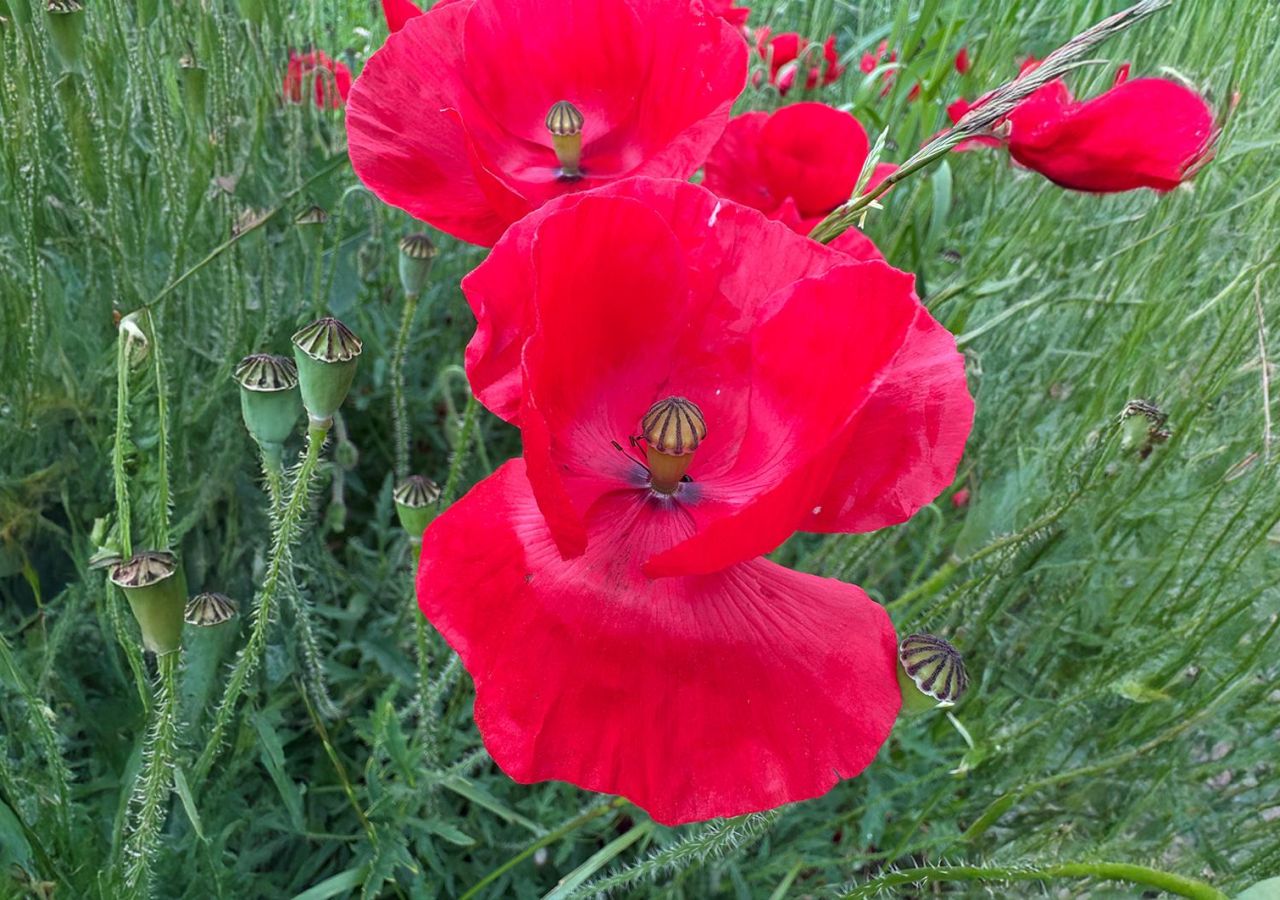 Es ist Sommer
