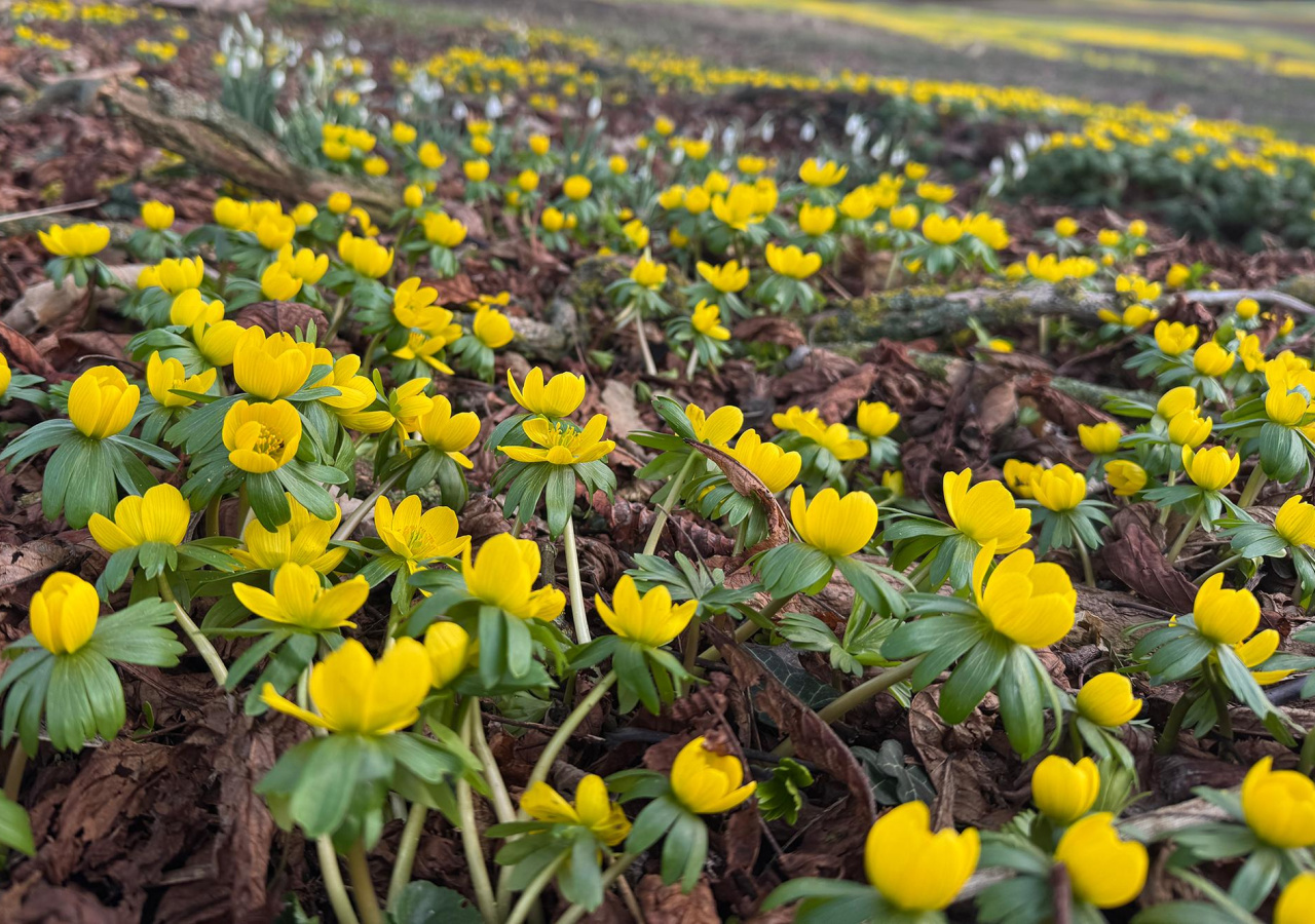 Auf - gemeinsam ins Frühjahr
