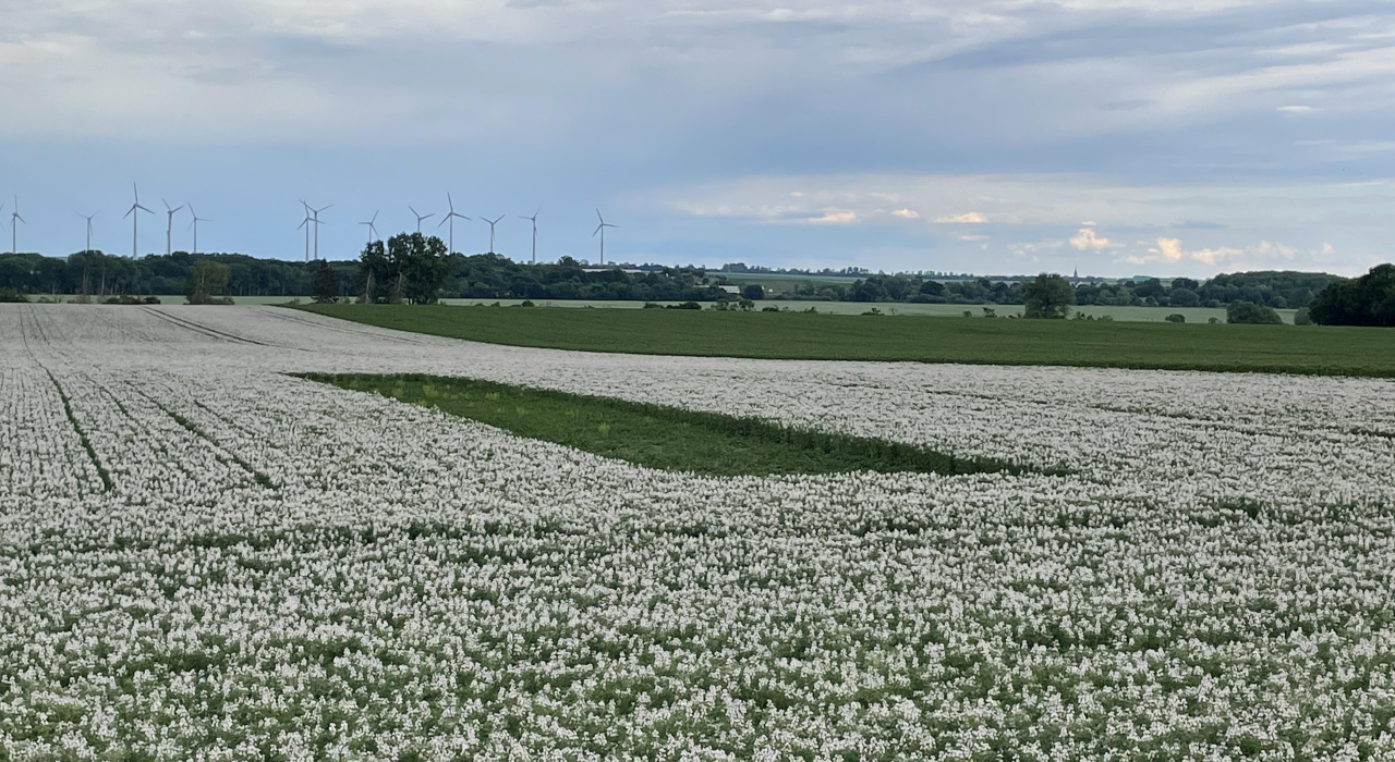 Lerchenfenster in der Lupine