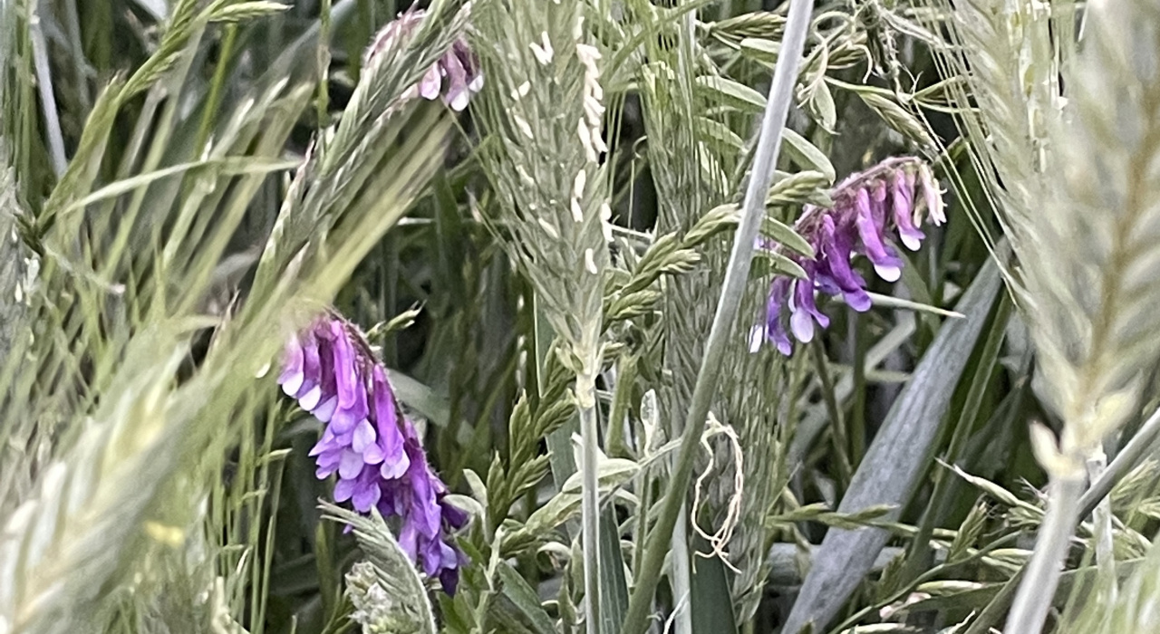 Blühmischung im Dinkel