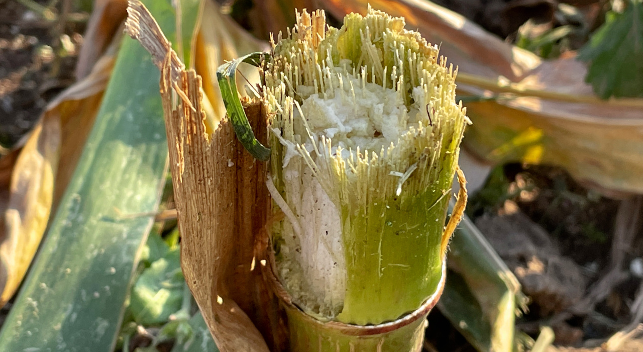 Mais-Pflanze nach Häckseln