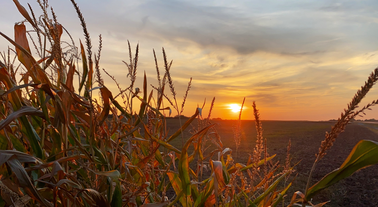 Abendstimmung auf dem Feld - Mais-Ernte