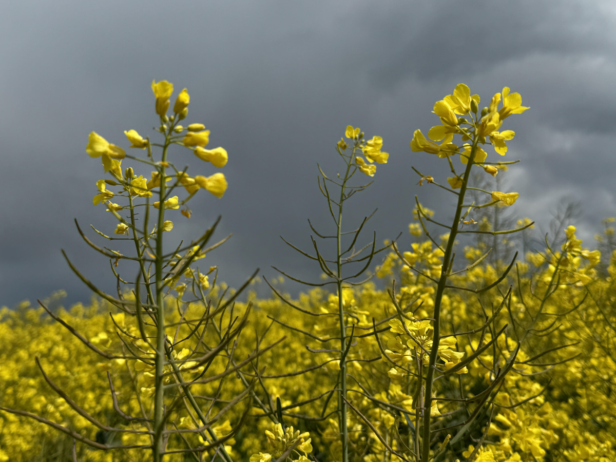 Rapsblüte im April