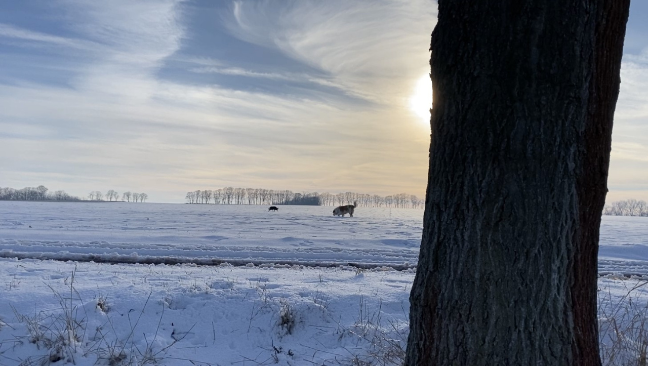 Börde im Winter-Traum